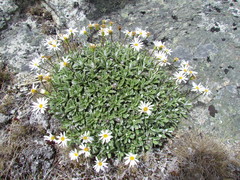 Celmisia brevifolia
