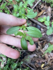 Gonocarpus oreophilus