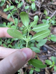 Gonocarpus oreophilus