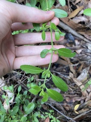 Gonocarpus oreophilus