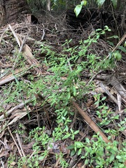 Gonocarpus oreophilus