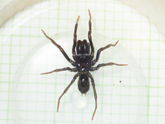Atypus heterothecus