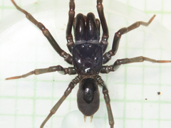 Atypus heterothecus