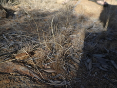 Tripogonella loliiformis