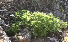 Argyranthemum hierrense