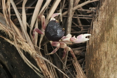 Geograpsus grayi