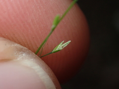 Poa imbecilla