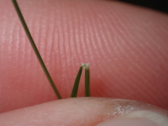 Poa imbecilla