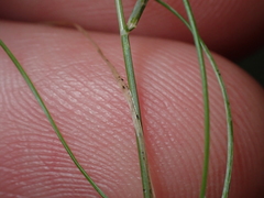 Poa imbecilla