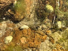 Siphonaria zelandica