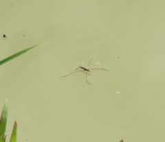 Aquarius adelaidis