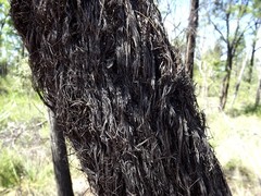 Allocasuarina inophloia