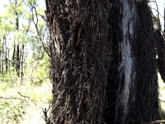 Allocasuarina inophloia