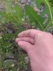 Delphinium consolida