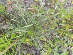 Artemisia campestris