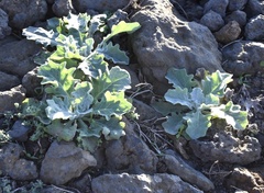 Andryala pinnatifida pinnatifida