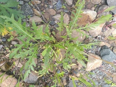 Diplotaxis tenuifolia