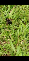 Xylocopa