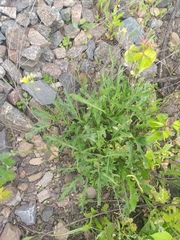 Diplotaxis tenuifolia