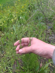 Buglossoides arvensis