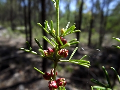 Cyanothamnus occidentalis