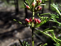 Cyanothamnus occidentalis