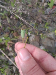 Papaver dubium stevenianum