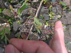 Papaver dubium stevenianum