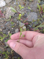 Camelina sativa