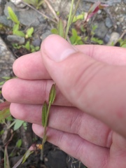 Camelina sativa