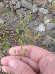 Camelina sativa