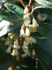 Elaeagnus × ebbingei