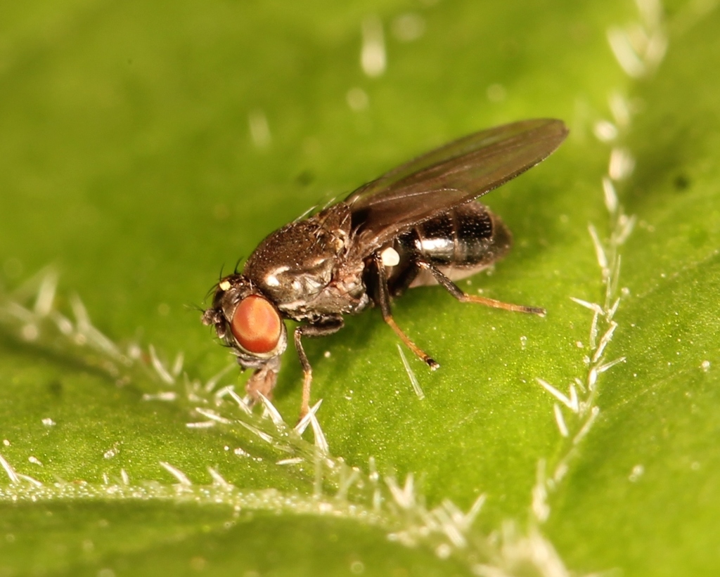 Ditrichophora calceata from 59670 Oxelaëre, France on July 2, 2021 at ...