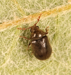 Dorcatoma dresdensis