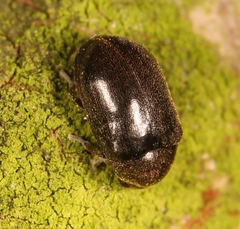 Dorcatoma dresdensis