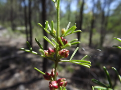 Cyanothamnus occidentalis