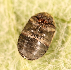 Dorcatoma dresdensis