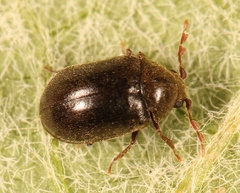 Dorcatoma dresdensis