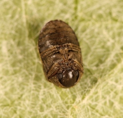 Dorcatoma dresdensis