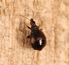 Loricula pselaphiformis