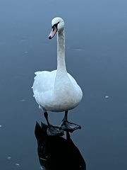 Cygnus olor
