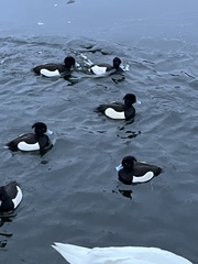 Aythya fuligula