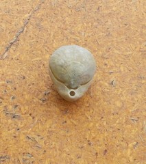 Magellania flavescens