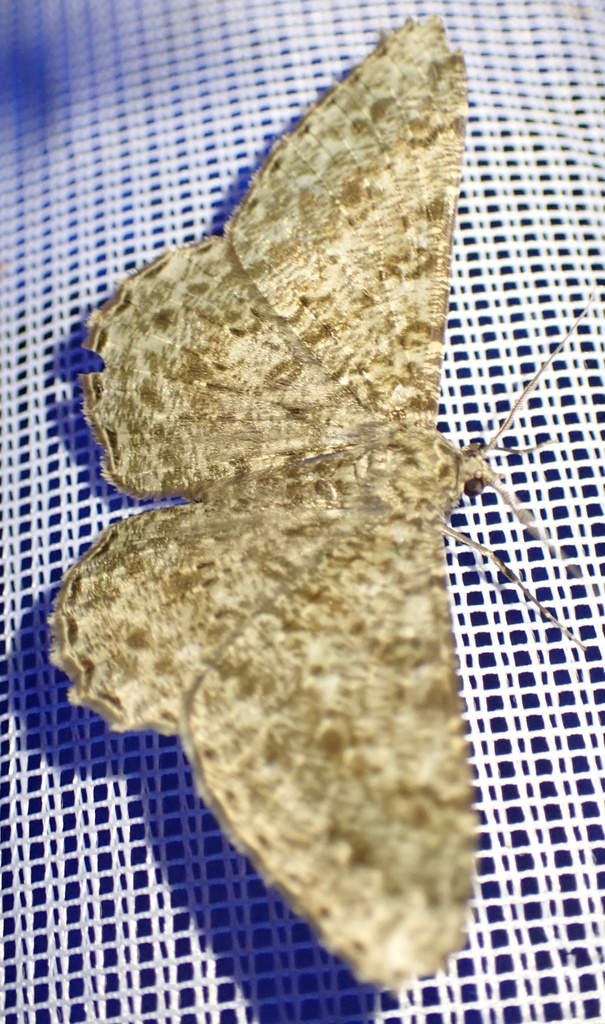 Racotis squalida