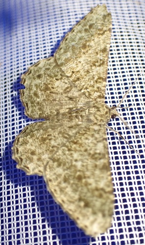 Racotis squalida