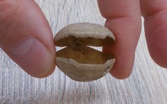 Magellania flavescens