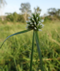 Cyperus dubius