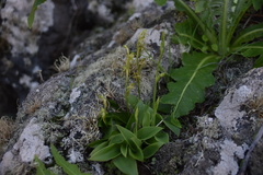 Habenaria tridactylites