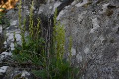Habenaria tridactylites