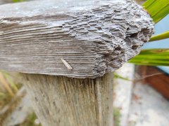 Agriphila biothanatalis